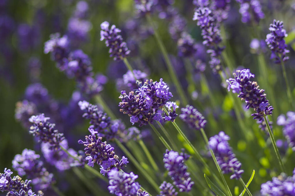 lavender flowers in a garden - soft focus - Fotografie, Obrázek