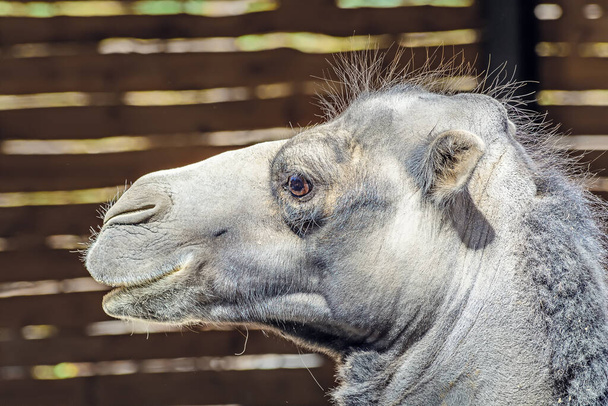 primo piano di una testa di cammello - Foto, immagini