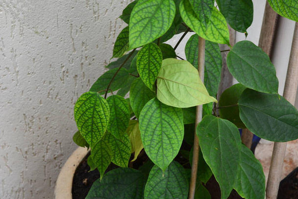 Tear of christ plant, with leaves or foliage in a garden pot Brazil, South America - Photo, Image