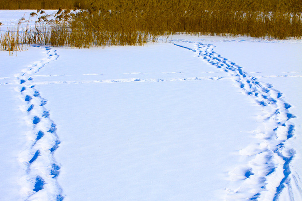 Spuren im Schnee, Führer zu Stöcken am See - Foto, Bild