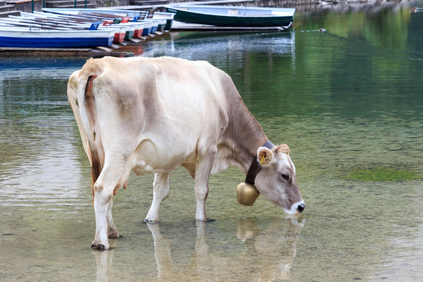 vaca bebiendo - Foto, Imagen