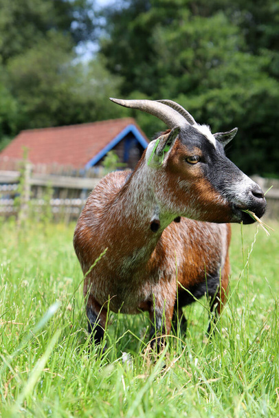Yeşil tarladaki bir keçinin portresini yakından çek. Çiftlik hayvanı fotoğrafı. Şirin evcil keçi ot yiyor..  - Fotoğraf, Görsel