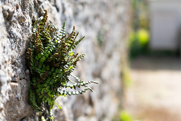 Asplenium trichomanes, maidenhair spleenwort growing on a stone wall - Fotoğraf, Görsel