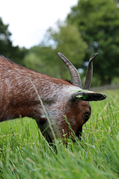 Çimen yiyen sevimli keçinin fotoğrafı. Çiftlikte yaz mevsimi diyelim. Kırsal yaşam konsepti.  - Fotoğraf, Görsel