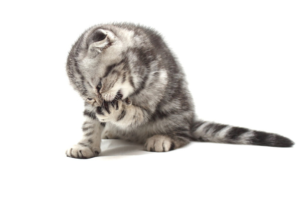 Pequeno gatinho de orelhas lop cinza isolado no fundo branco
 - Foto, Imagem