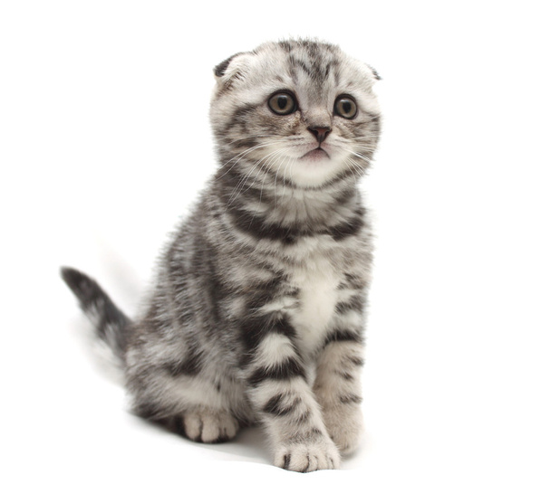 Small gray lop-eared kitten isolated on white background - Photo, Image