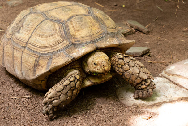 Grande tartaruga marrone stand su sfondo del suolo - Foto, immagini