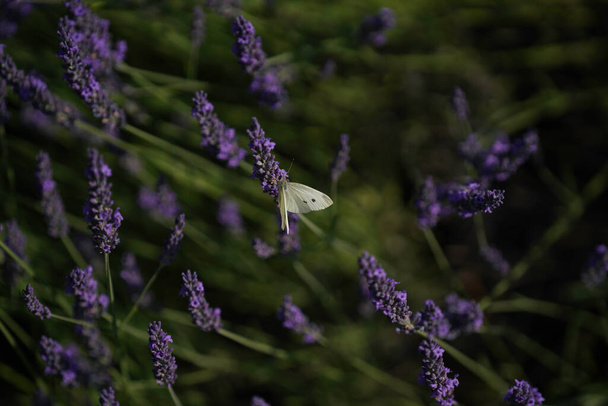 lavender flowers in the garden - Fotografie, Obrázek