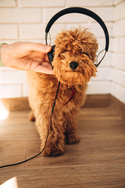 Red-haired poodle puppy standing wearing black headphones held by a mans hand. Front view - Фото, зображення