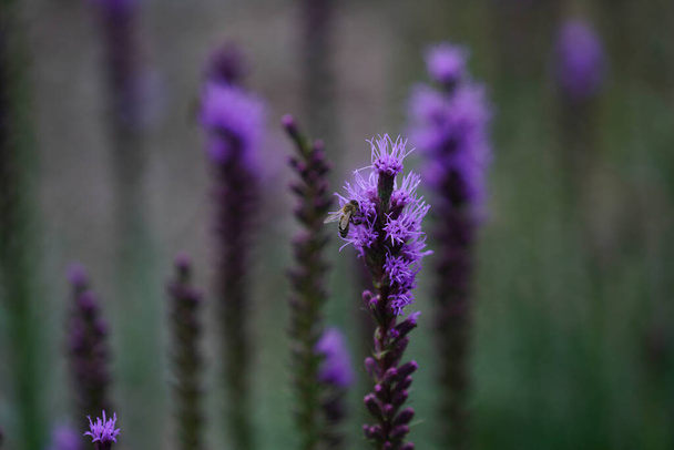 beautiful purple flowers in the garden - Фото, зображення
