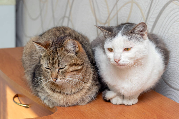 Dois gatos sentados em uma sala em uma caixa de gavetas - Foto, Imagem