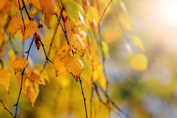 Sonbahar arka planında, güneşli bir havada ağaçta sarı huş yaprakları... - Fotoğraf, Görsel