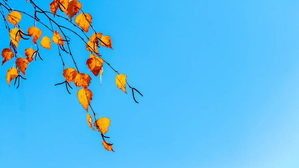Sarı ve turuncu huş yaprakları mavi gökyüzüne karşı. Boşluğu kopyala - Fotoğraf, Görsel