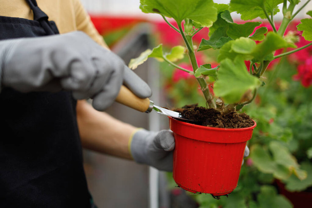Woman with a small garden shovel takes care of a flower in a pot at greenhouse - 写真・画像