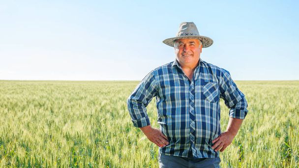 Веселий старший працівник чоловічої статі дивиться на камеру, стоячи в полі з пшеничними вухами в сільськогосподарських плантаціях в літній день. Літній фермер у зеленому полі, простір для копіювання
 - Фото, зображення