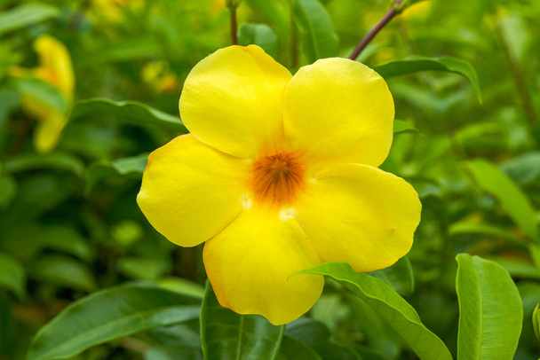 Piękny kwitnący żółty kwiat cykady w ogrodzie - Zdjęcie, obraz