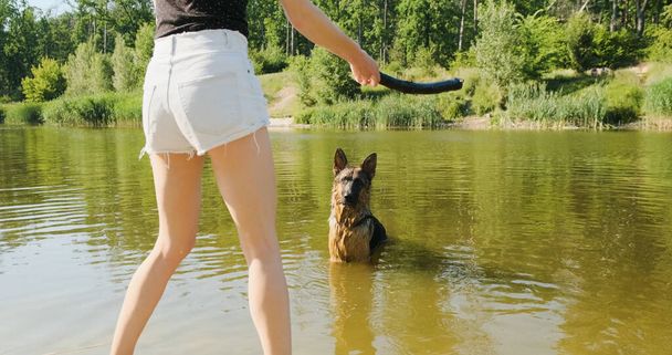 Egy fiatal nő dob egy aport a vízbe, hogy egy német juhász, a kutya úszik a vízben, miután egy bot. Nappal, tavon, tavasszal, nyáron, napsütésben. Kiváló minőségű 4k felvételek - Fotó, kép