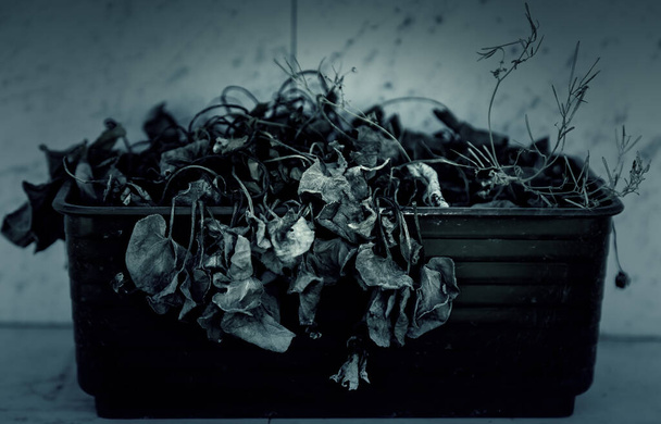 Λεπτομέρεια νεκρού φυτού σε γλάστρα στο σπίτι - Φωτογραφία, εικόνα