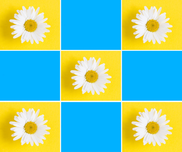 Summer collage. White chamomile on the colored background. Copy space. Top view. Flat lay. - 写真・画像