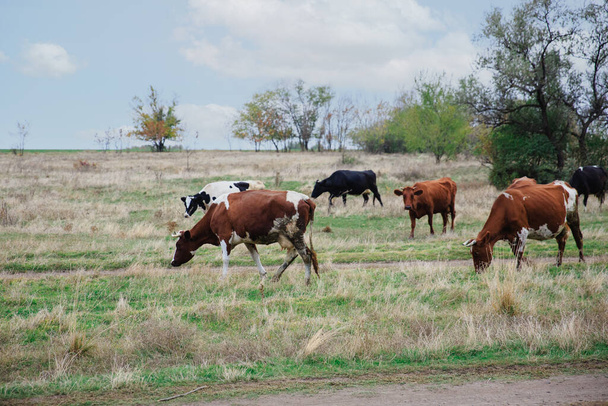Αγελάδες βόσκουν στην περιοχή της στέπας την φθινοπωρινή περίοδο. Ελεύθερη βόσκηση αγελάδων για την παραγωγή φυσικού γάλακτος. - Φωτογραφία, εικόνα