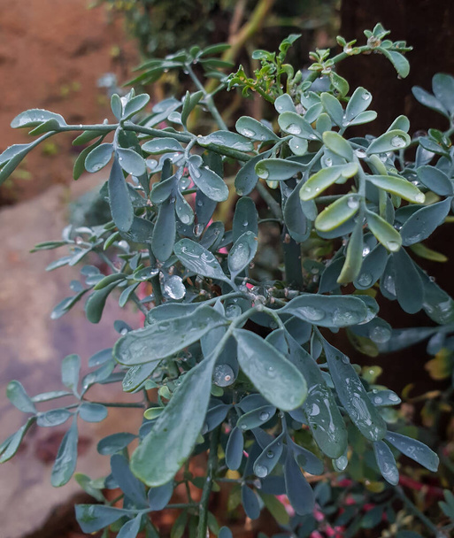 Крупным планом на зеленом растении с зелеными листьями, известном как Ruta chalepensis, в основном используется в медицинских и медицинских целях - Фото, изображение