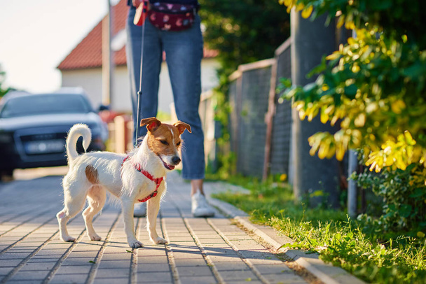 Pet owner walks with dog outdoors, Jack Russell terrier at city street in summer day - Fotoğraf, Görsel