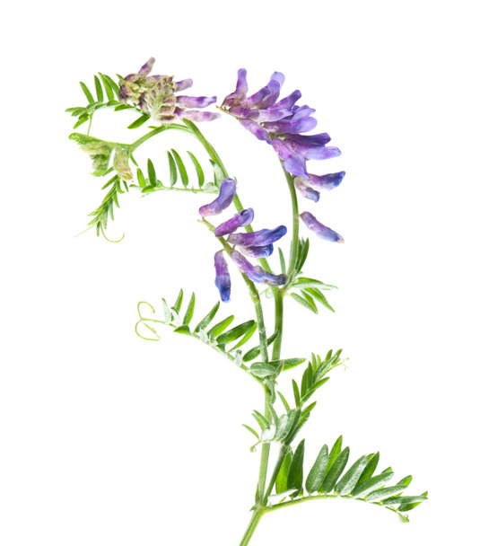 Vicia cracca flowers isolated on white background.  - 写真・画像