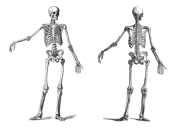 Emberi csontváz vintage tizenkilencedik század gravírozás - Vektor, kép