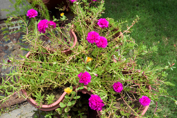 Яркие темно-розовые цветы Portulaca. Многие Мосс розы Purslames небольшие и нежные цветы они очень выносливы и распространяются легко. Портулакская зеленая листва - Фото, изображение