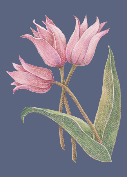 Delicate pink tulips drawing in color pencils on blue background. Spring floral illustration  for decor . - Foto, Bild