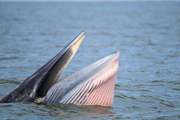 Кит Брайда, кит Идена, поедающий рыбу в заливе
  - Фото, изображение