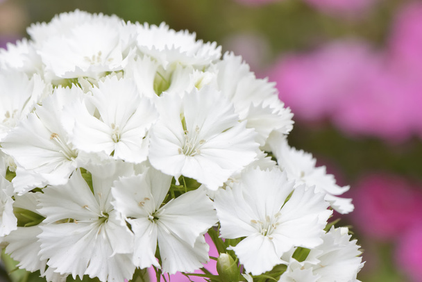 Nahaufnahme weißer Dianthus barbatus-Blüten - Foto, Bild