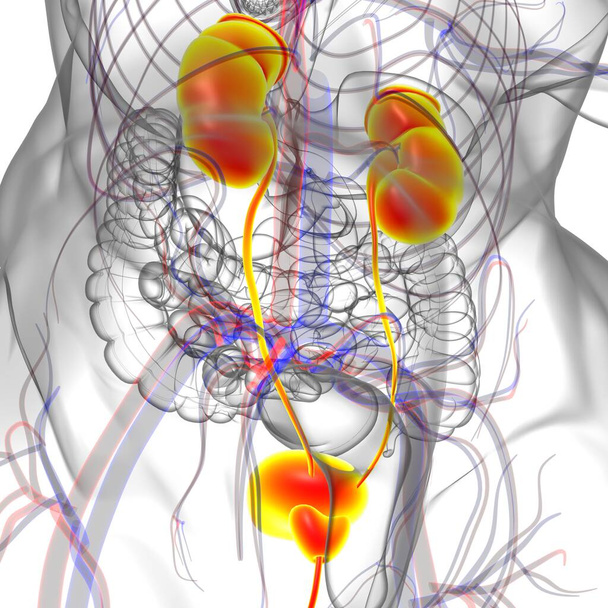 Νεφροί του ανθρώπινου ουροποιητικού συστήματος με ανατομία ουροδόχου κύστης για ιατρική ιδέα 3D εικονογράφηση - Φωτογραφία, εικόνα