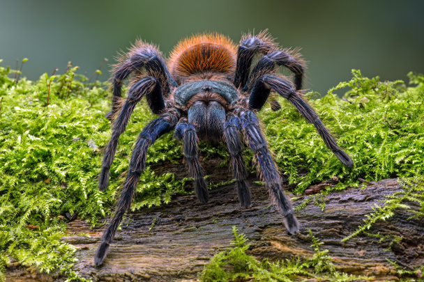 greenbottle mavi tarantula - Fotoğraf, Görsel