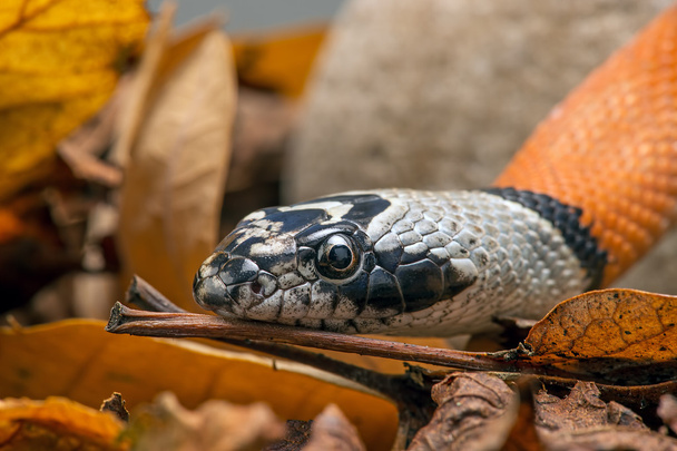 Mexická pruhované hadí král - Fotografie, Obrázek