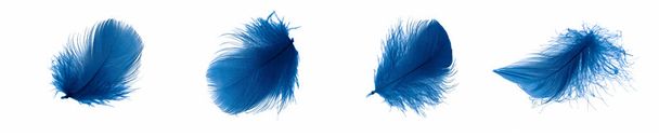 blue goose feathers on a white isolated background - Foto, immagini