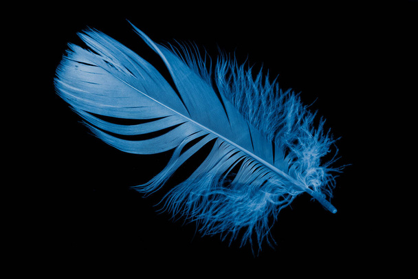 blue goose feather on black background - 写真・画像