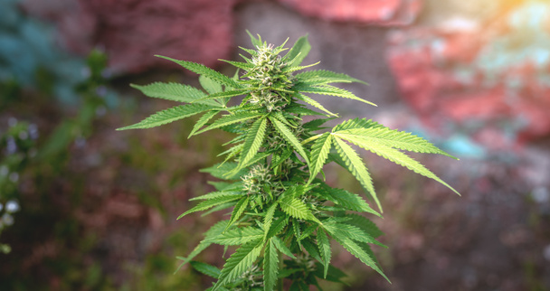 Blooming marijuana. Growing cannabis. Leaf of a medicinal plant. Harvest a blooming indica. Pot with natural herbs. - Fotó, kép