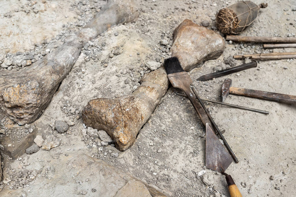 Close-up detail view of archeological excavation digging site with big dinosaurus or mammoth bone remains and different tools brush hummer chisel equipment. Paleontology research background. - Foto, Imagem