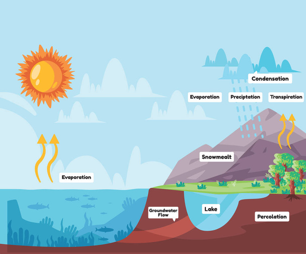 Water cycle process water evaporates to atmosphere condenses into rain in clouds and falls precipitation rain vector - Vector, imagen