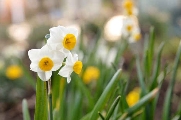 flores de narciso sopradas cheias em um jardim
 - Foto, Imagem