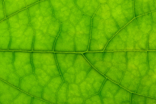 closeup of clerodendrum leaf on back light - Photo, Image
