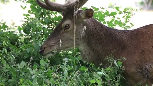 The deer feeds on lawn grass. The young male recently changed his horns which still appear to be covered in fur. - Footage, Video