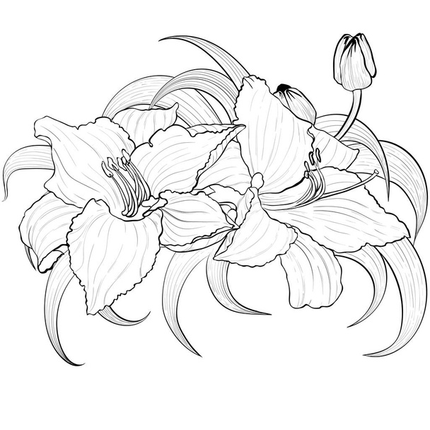 Vector Lily flor, brotes y hojas. Arte digital floral. Flores de jardín de verano. Utilice materiales impresos, letreros, artículos, sitios web, mapas. - Vector, imagen