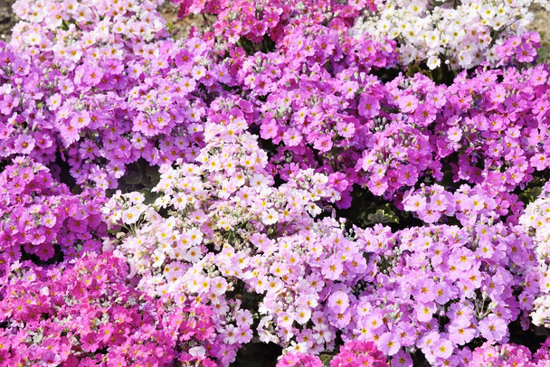 多くのフロックス subulata 花のクローズ アップ - 写真・画像