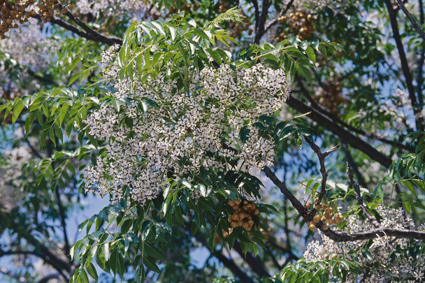chinaberry tree in bloom, flowers, leaves and old fruits - Foto, imagen