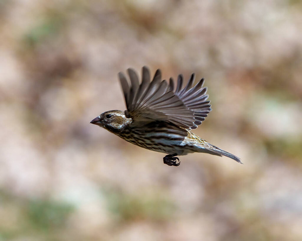 Finch samica latająca z pięknym brązowym rozpostartymi skrzydłami z rozmytym tłem w otoczeniu i otoczeniu siedliska. Lot ptaka. Fioletowy portret Fincha i obraz. - Zdjęcie, obraz