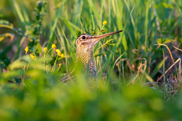 Great snipe Gallinago media in mating period, male dancing in the spring - Photo, Image