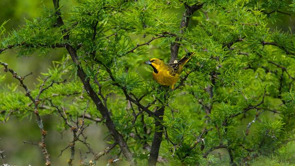 Yellow Cardinal, Gubernatrix cristata, Απειλούμενα είδη στην La Pampa, Αργεντινή - Φωτογραφία, εικόνα