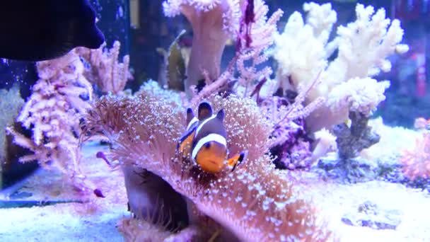 Amphiprion Ocellaris Clownfish swimming in Marine Aquarium. Clown fish hiding in colorful anemone - Felvétel, videó